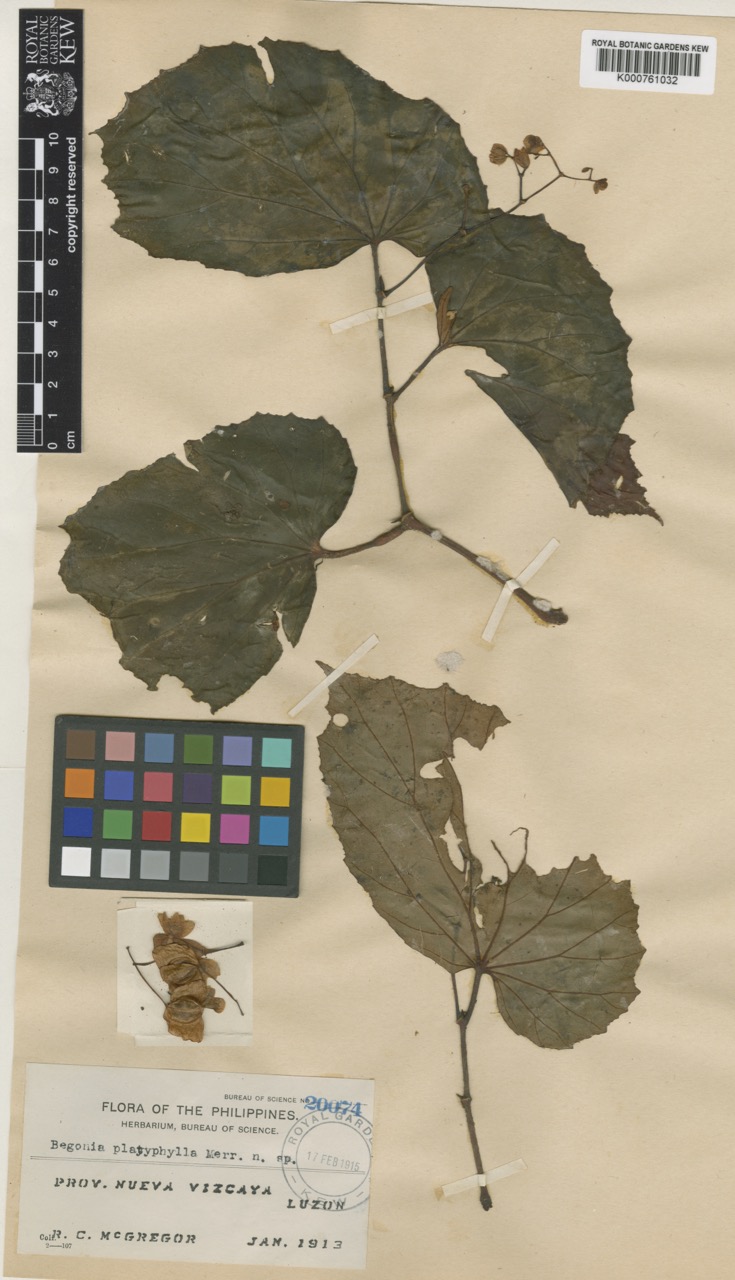 B. platyphylla
